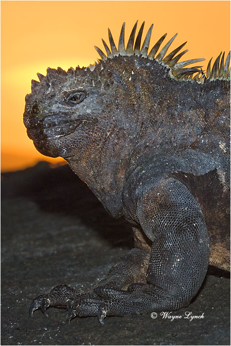 Marine Iguana 117 by Dr. Wayne Lynch &copy;